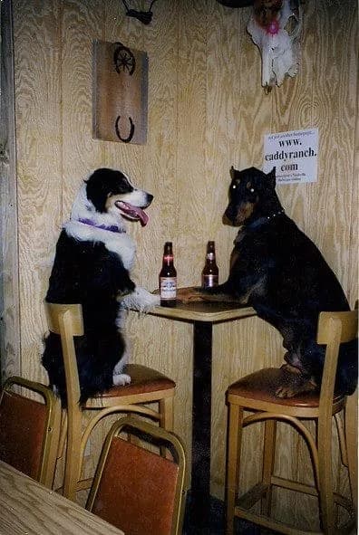 Two dogs perched on bar stools at a small table set with two beer bottles, beneath a www.caddyranch.com sign at Cadillac Ranch